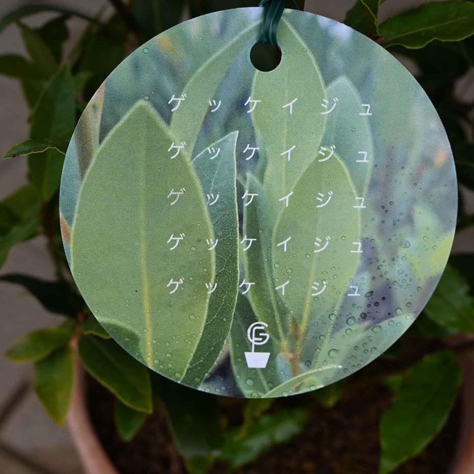 Amazon.co.jp: 月桂樹鉢植えゲッケイジュテラコッタ植えローリエ : DIY